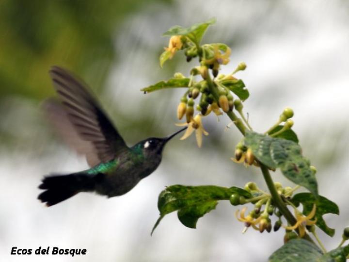 Witheringia meiantha