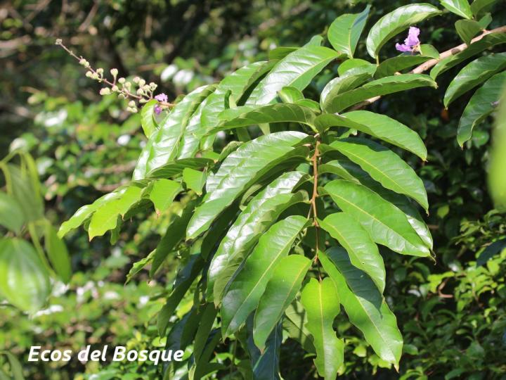 Lagerstroemia speciosa (Orgullo de La India)