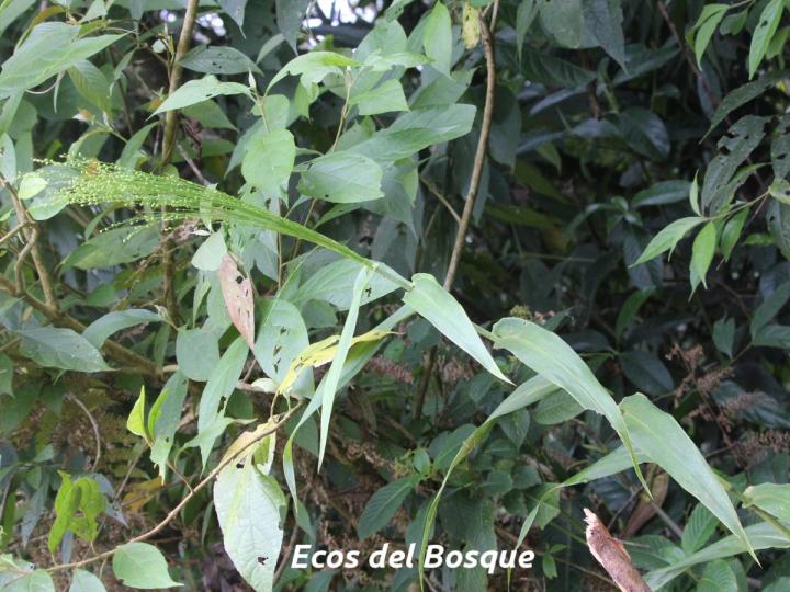 Lasiacis procerrima