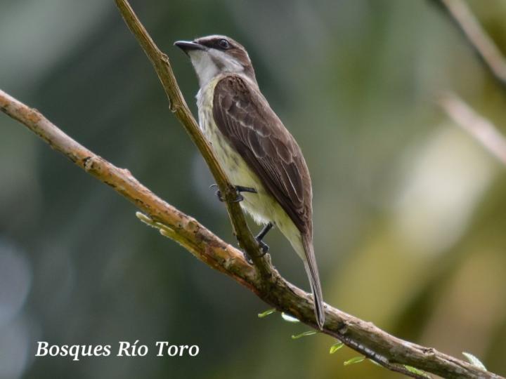 Legatus leucophaius