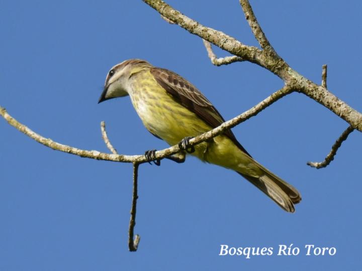 Legatus leucophaius