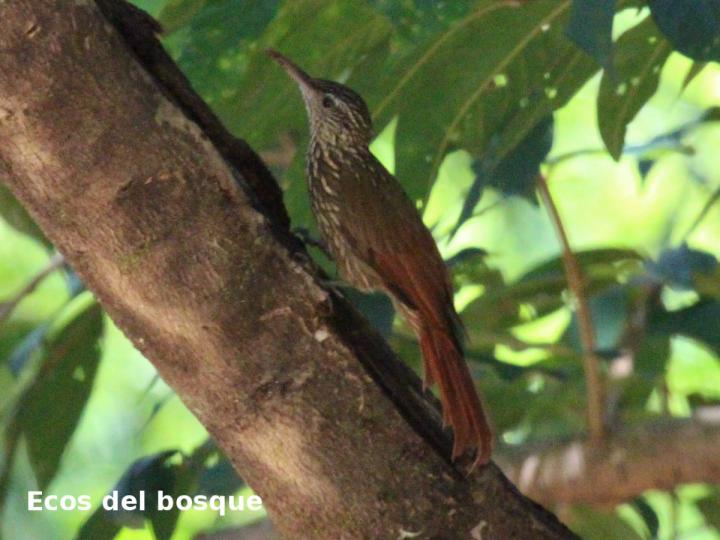 Lepidocolaptes souleyetil