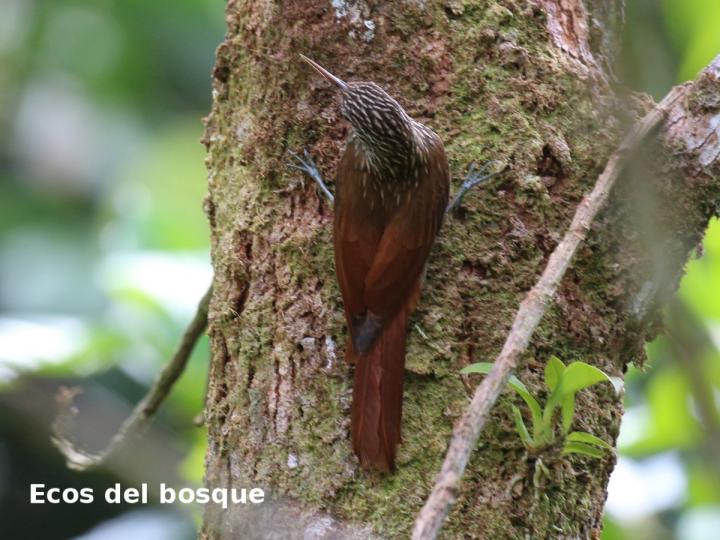 Lepidocolaptes souleyetil