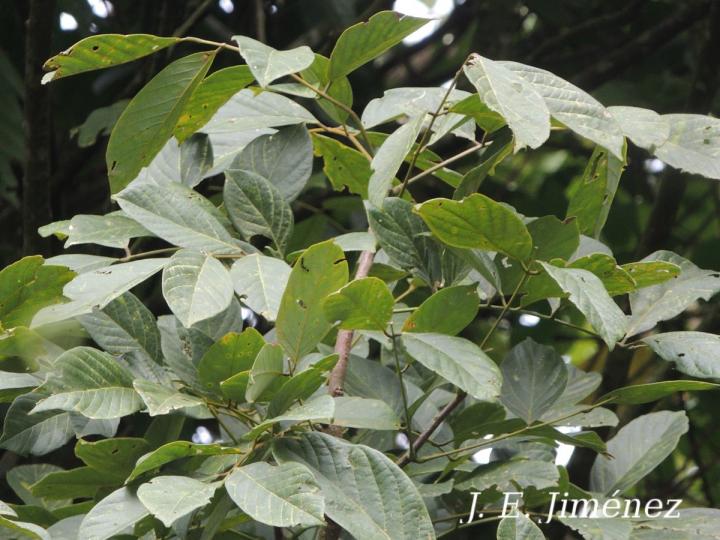 Lonchocarpus heptaphyllus