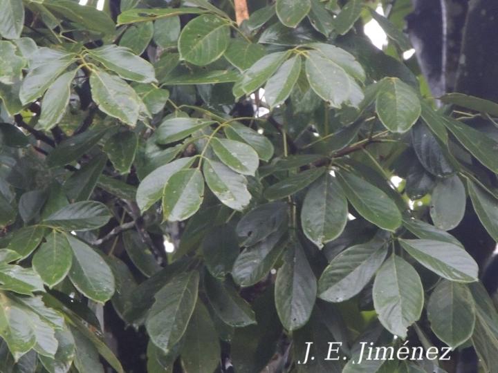 Lonchocarpus heptaphyllus