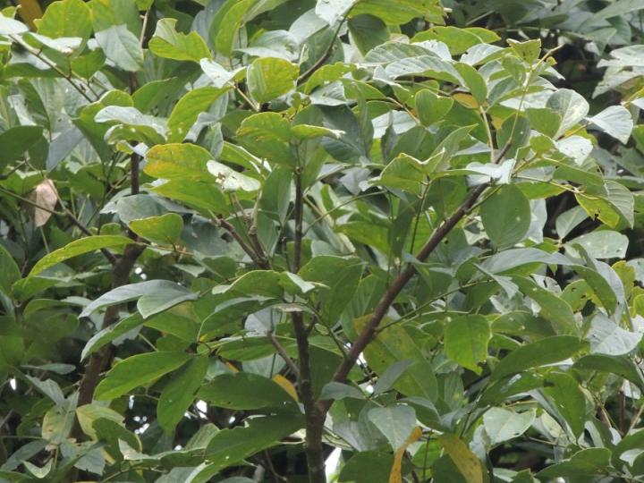 Lonchocarpus heptaphyllus