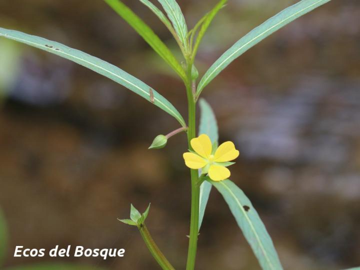 Ludwigia octovalvis