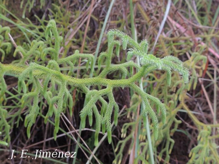 Lycopodiella cernua