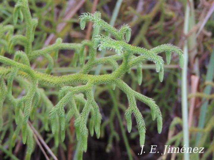 Lycopodiella cernua