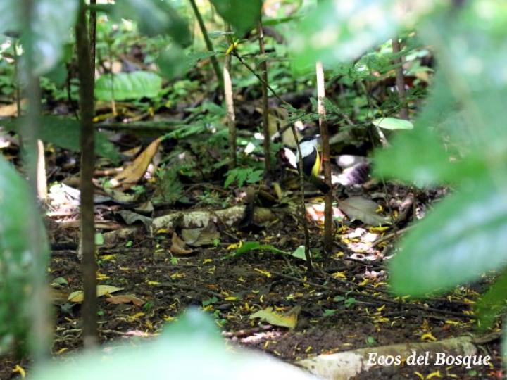 Manacus candei (Saltarín cuelliblanco)