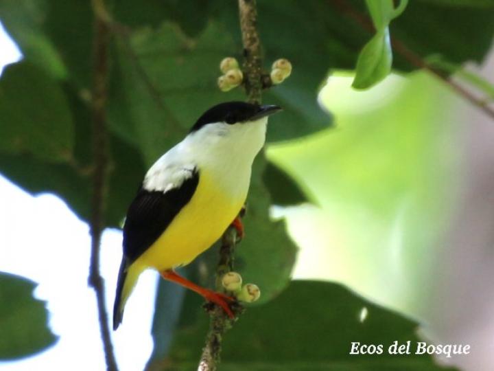 Manacus candei (Saltarín cuelliblanco)