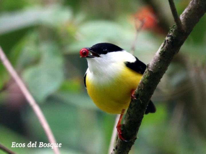 Manacus candei (Saltarín cuelliblanco)