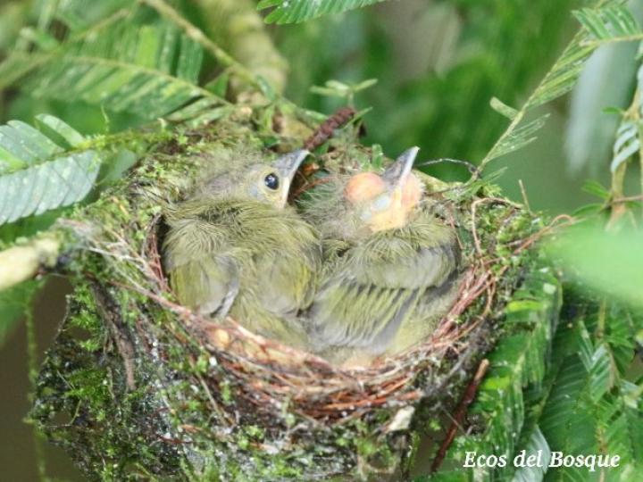 Manacus candei (Saltarín cuelliblanco)