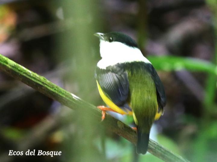 Manacus candei (Saltarín cuelliblanco)