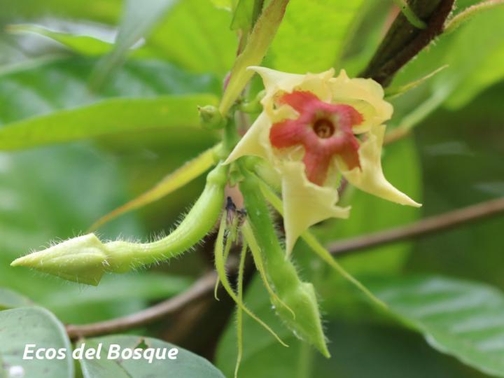 Mandevilla villosa