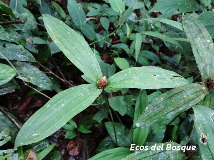 Mapania assimilis