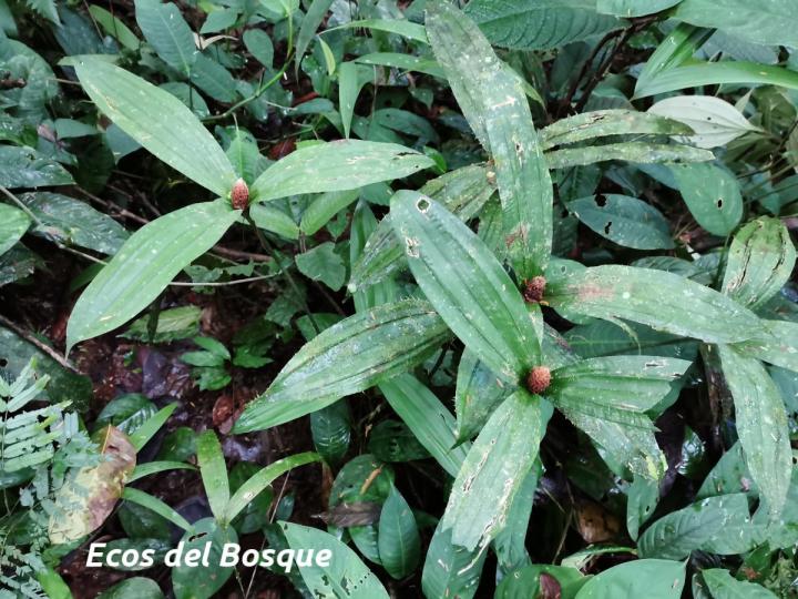 Mapania assimilis