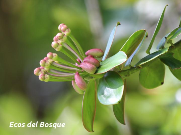 Marcgraviastrum subsessile