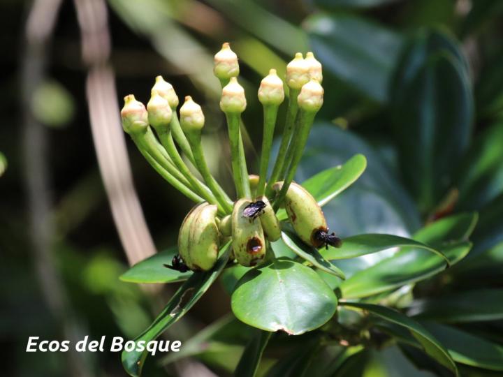 Marcgraviastrum subsessile