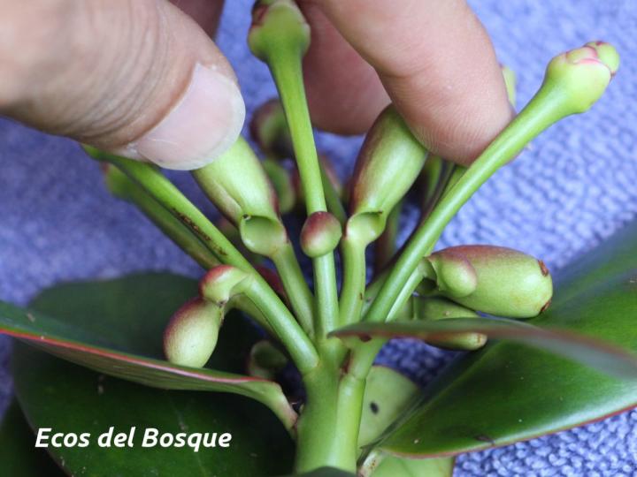 Marcgraviastrum subsessile