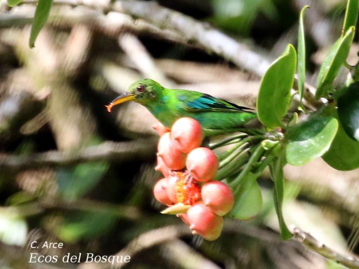 Marcgraviastrum subsessile