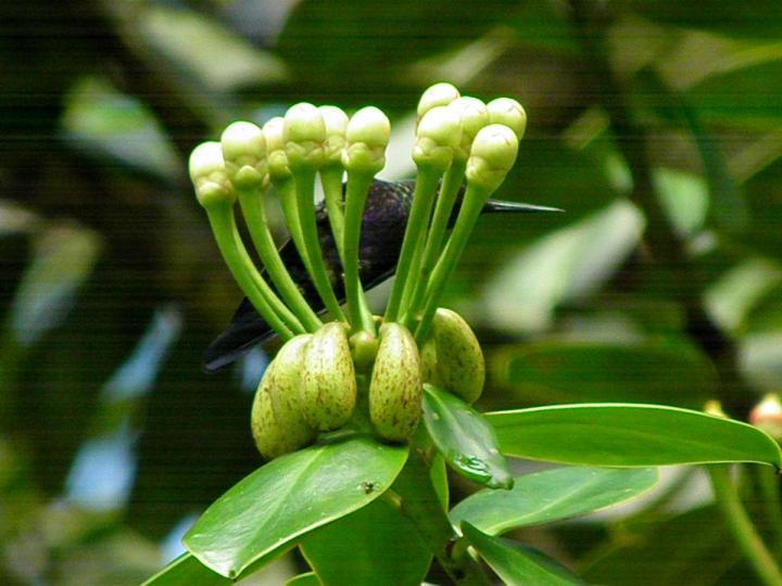 Marcgraviastrum subsessile