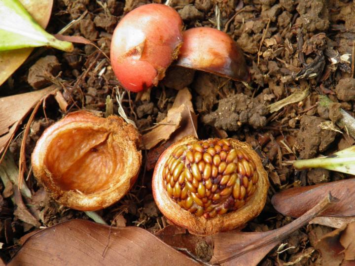 Marcgraviastrum subsessile