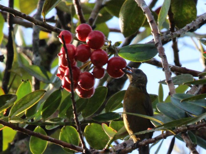 Marcgraviastrum subsessile