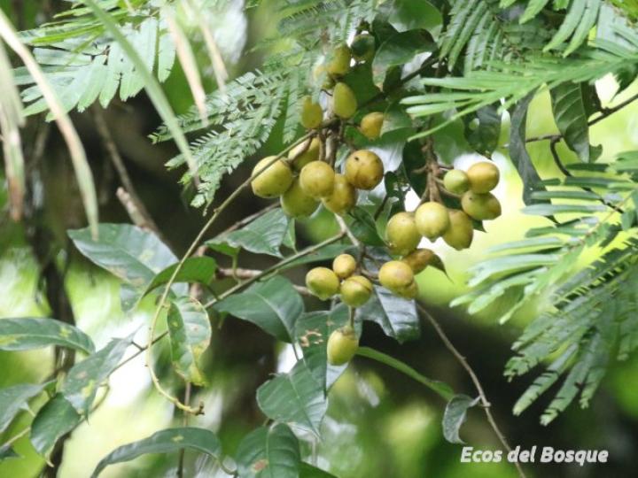 Maripa nicaraguensis