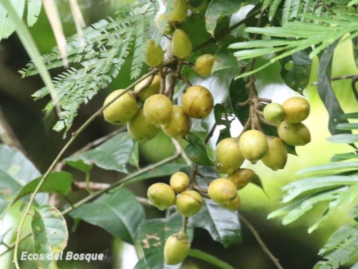 Maripa nicaraguensis
