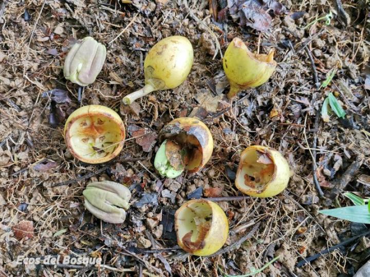 Maripa nicaraguensis