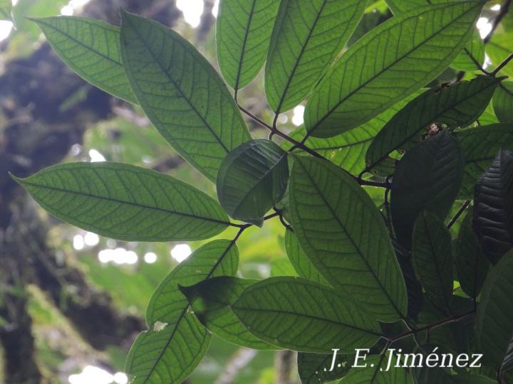 Marlierea mesoamericana