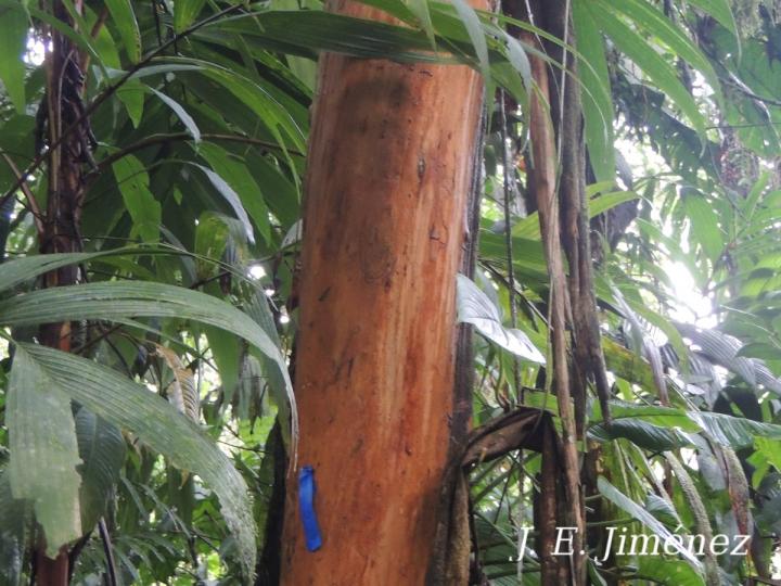 Marlierea mesoamericana