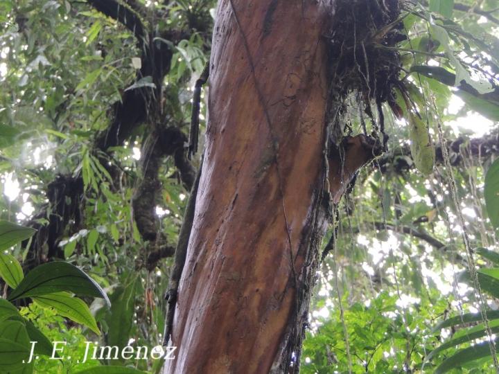 Marlierea mesoamericana