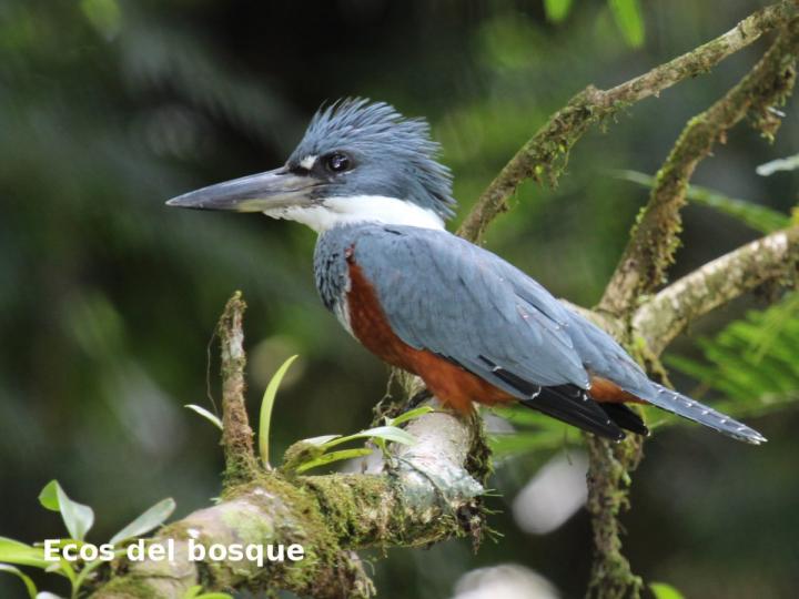 Megaceryle torquata