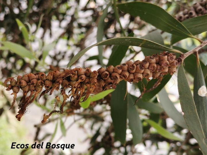 Melaleuca quinquenervia