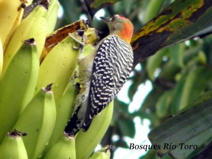 Melanerpes hoffmannii