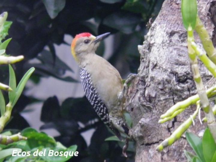 Melanerpes hoffmannii