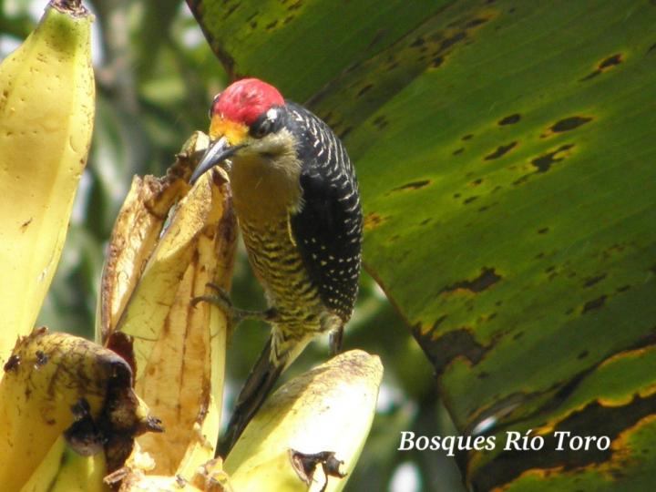 Melanerpes pucherani (Carpintero carinegro)