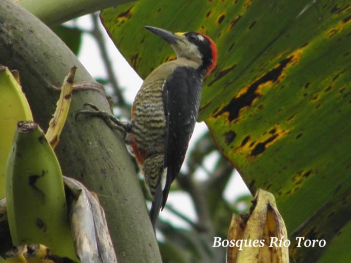 Melanerpes pucherani (Carpintero carinegro)