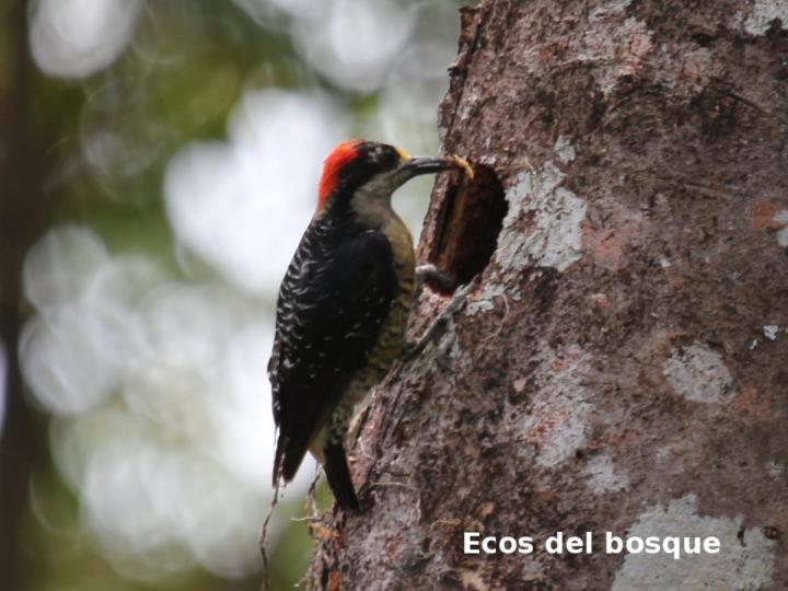 MMelanerpes pucherani (Carpintero carinegro)