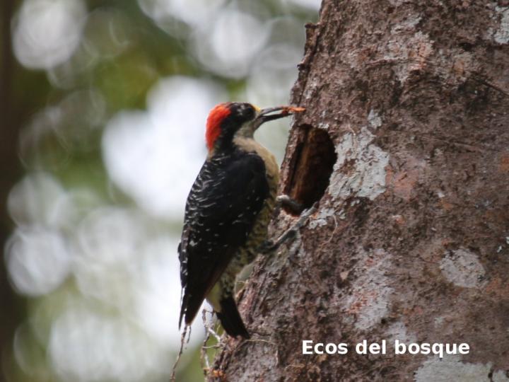 Melanerpes pucherani (Carpintero carinegro)