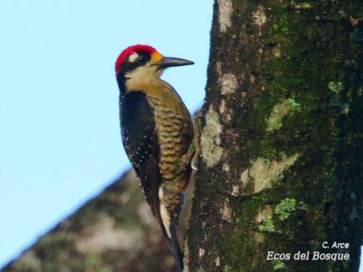 Melanerpes pucherani (Carpintero carinegro)