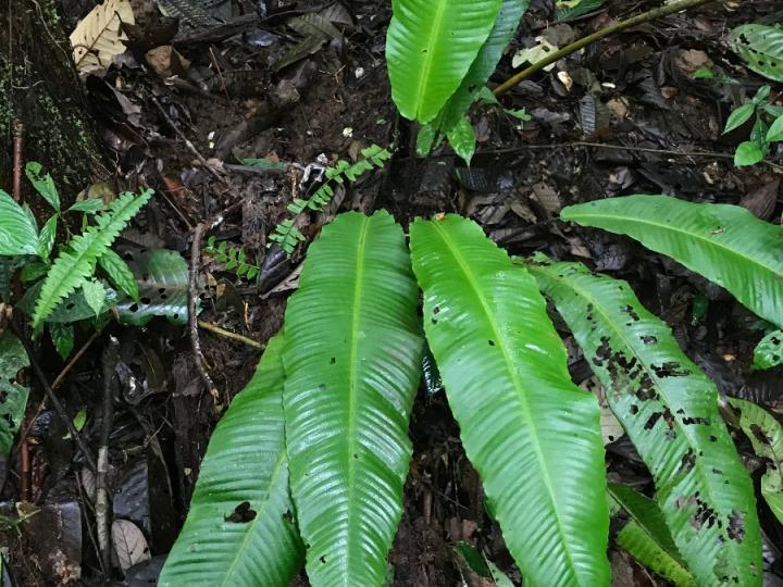 Meniscium giganteum
