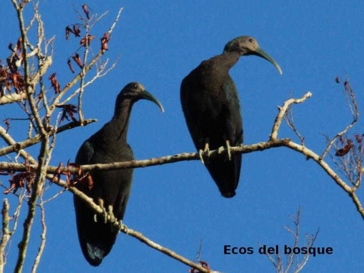 Mesembrinibis cayennensis