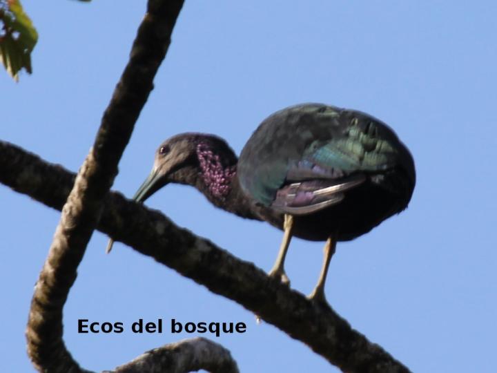 Mesembrinibis cayennensis
