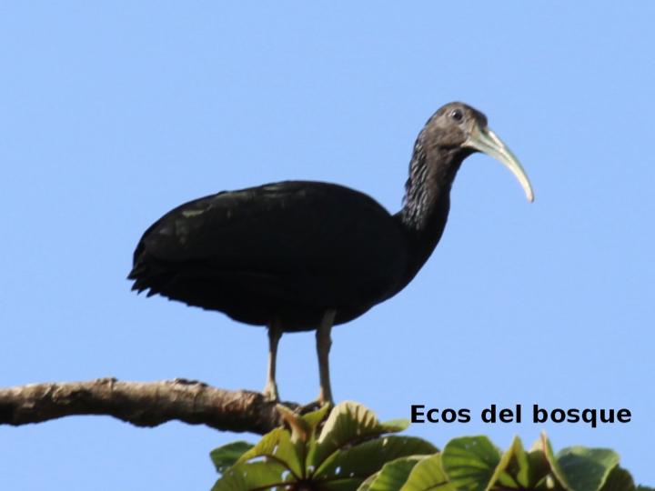 Mesembrinibis cayennensis