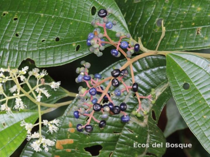 Miconia affinis