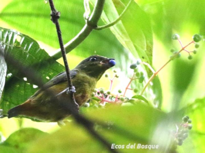Euphonia gouldi en Miconia affinis