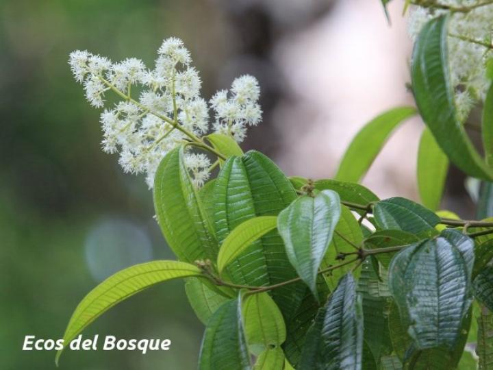 Miconia affinis